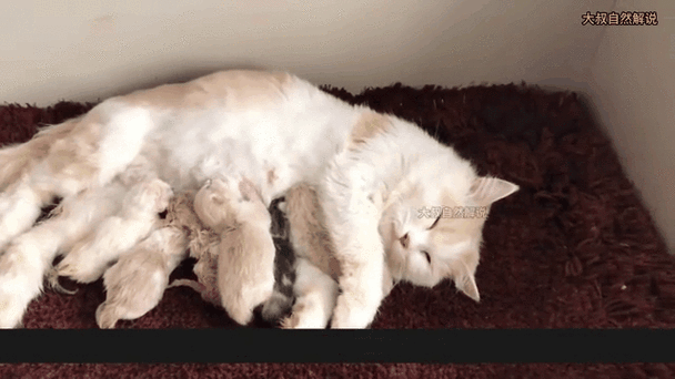 大猫生小猫by两只皮