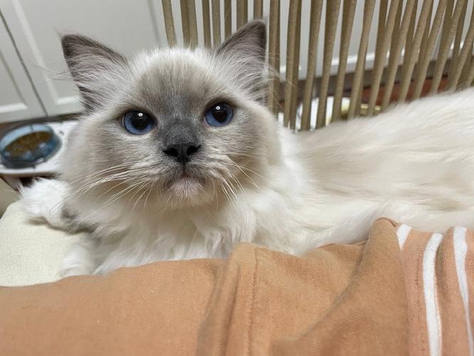 上海正规猫舍列表缩略图