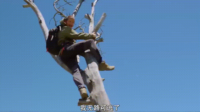 贝爷前置任务