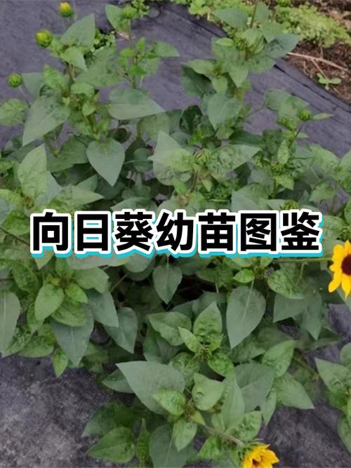 向日葵苗截图