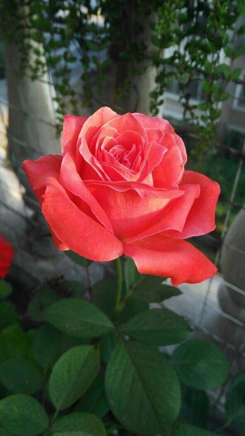 七月都开什么花(十种以上)