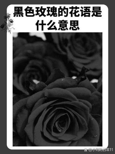 黑色寓意什么
