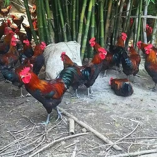 血毛鸡截图