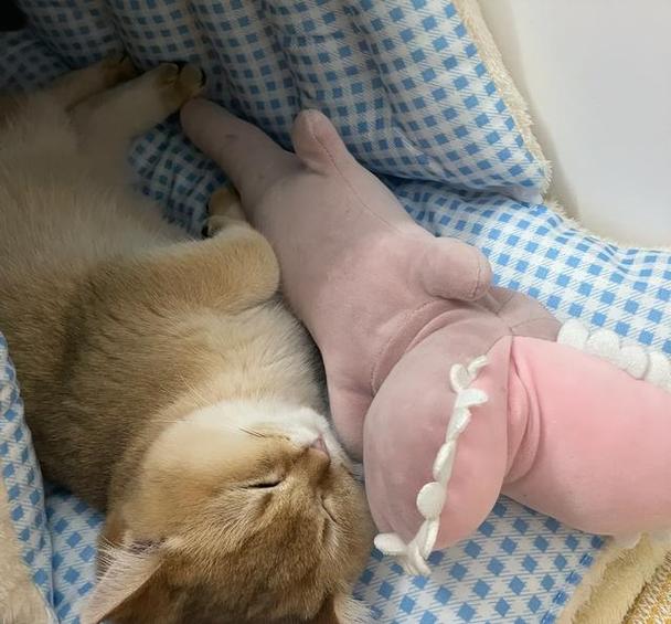 家里三只猫风水好不好