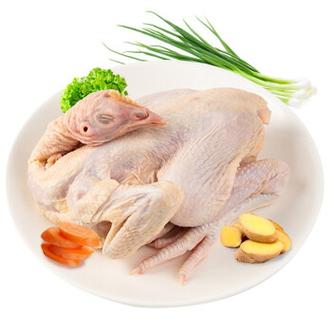 仔鸡是什么鸡图标