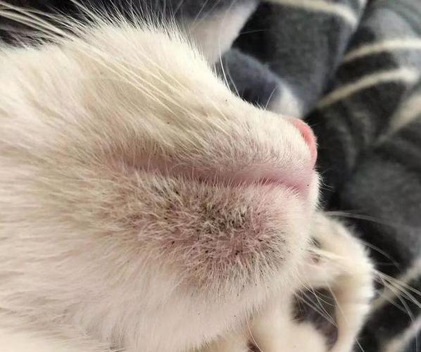 猫的黑下巴能自愈吗