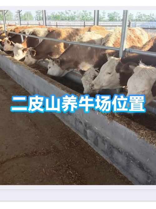 中国最大养牛场在哪里