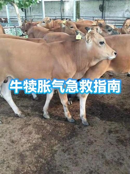 牛肚子胀气的原因