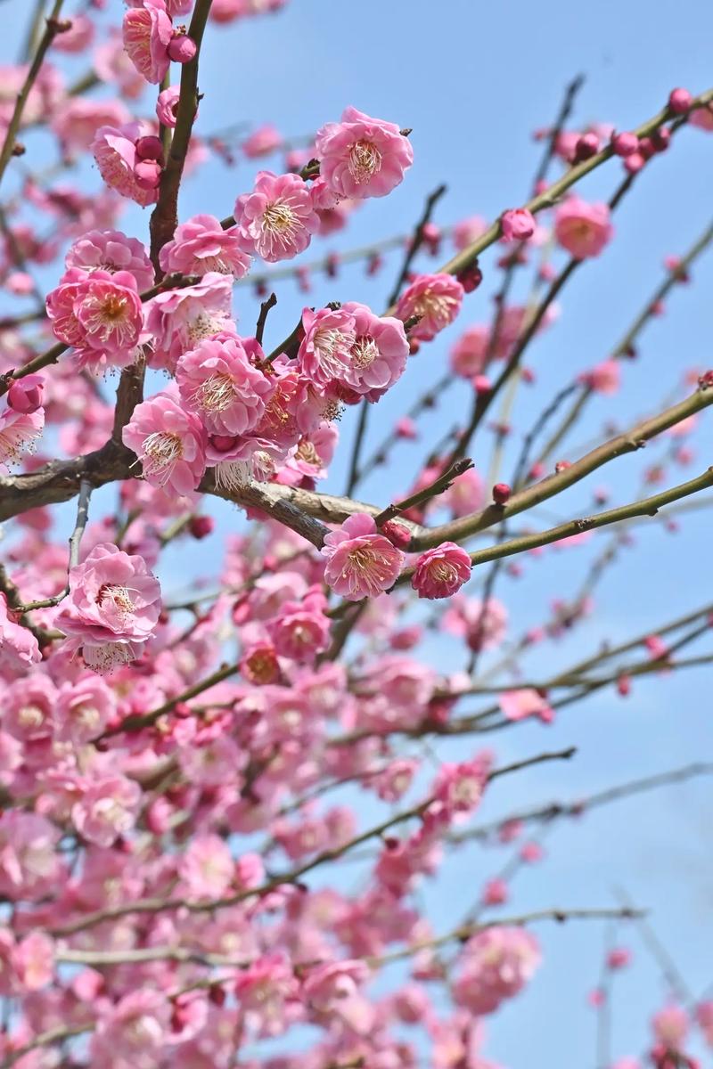 《雪问梅花》原文截图