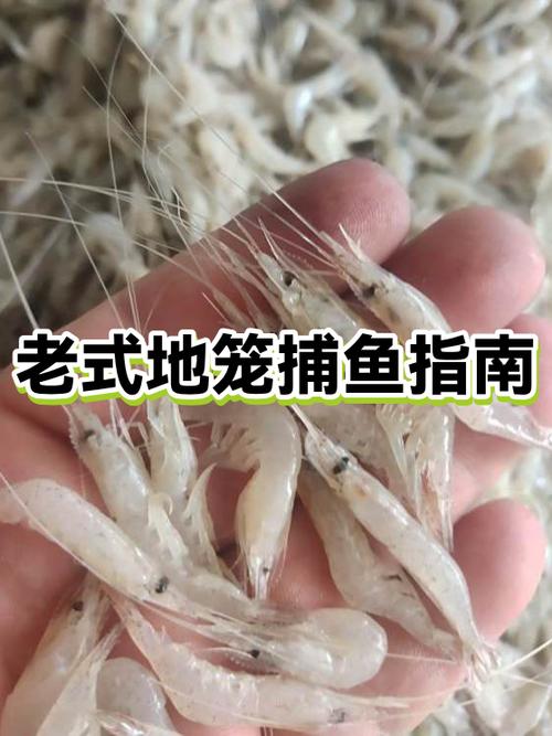 地笼捕鱼原理图解