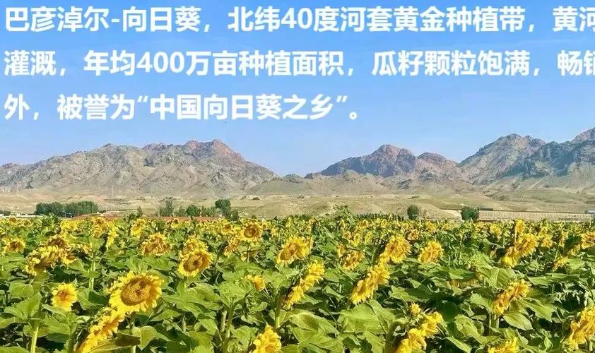向日葵种植时间