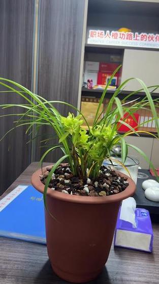 清风幽兰