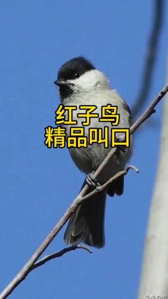 红子鸟16口大叫截图