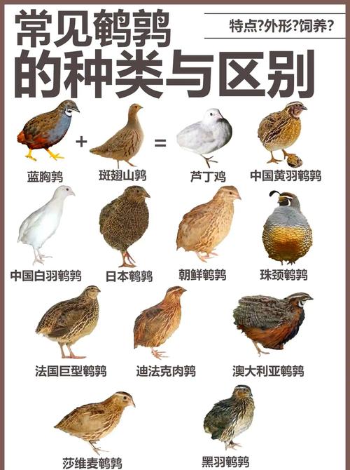 鹌鹑雏子是什么意思