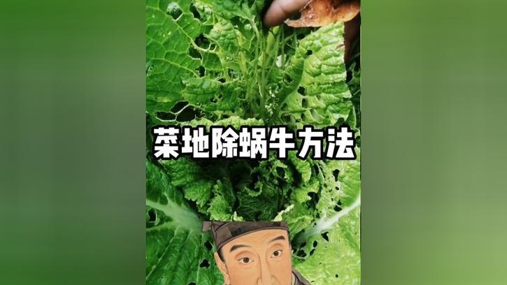 菜地里的小螺怎么除掉