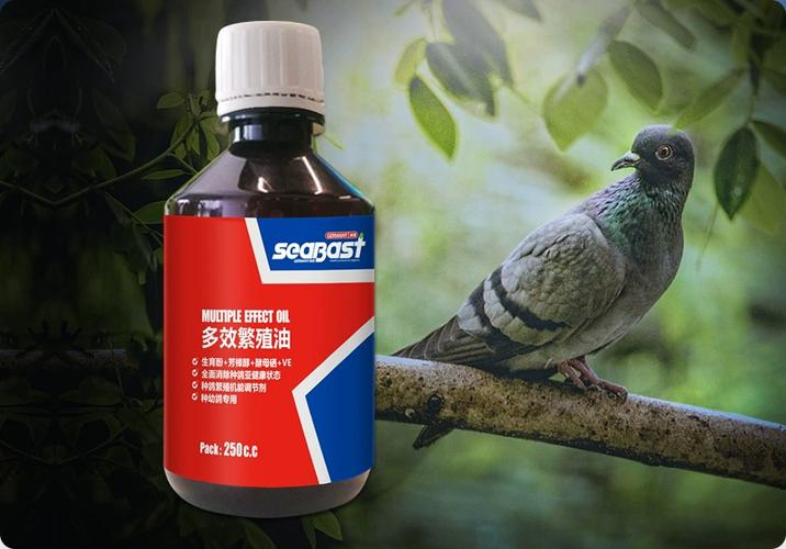 鸽子吃什么药配对最快