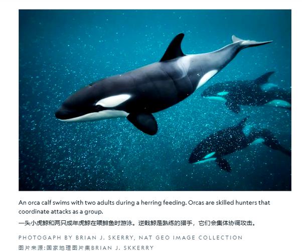 虎鲸剩余数量截图