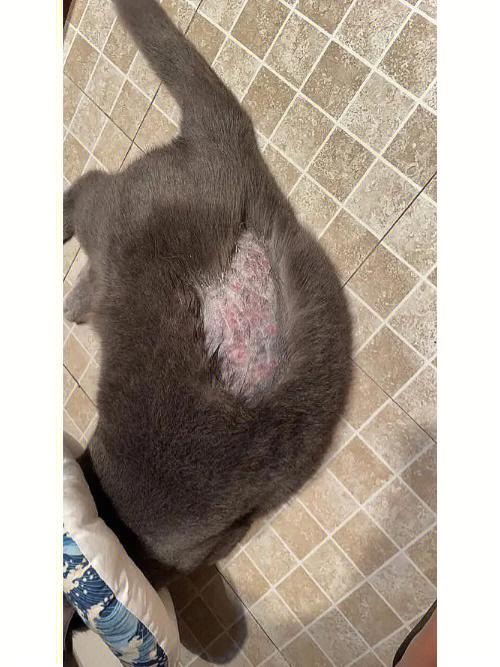 猫咪得了轻微猫癣图片