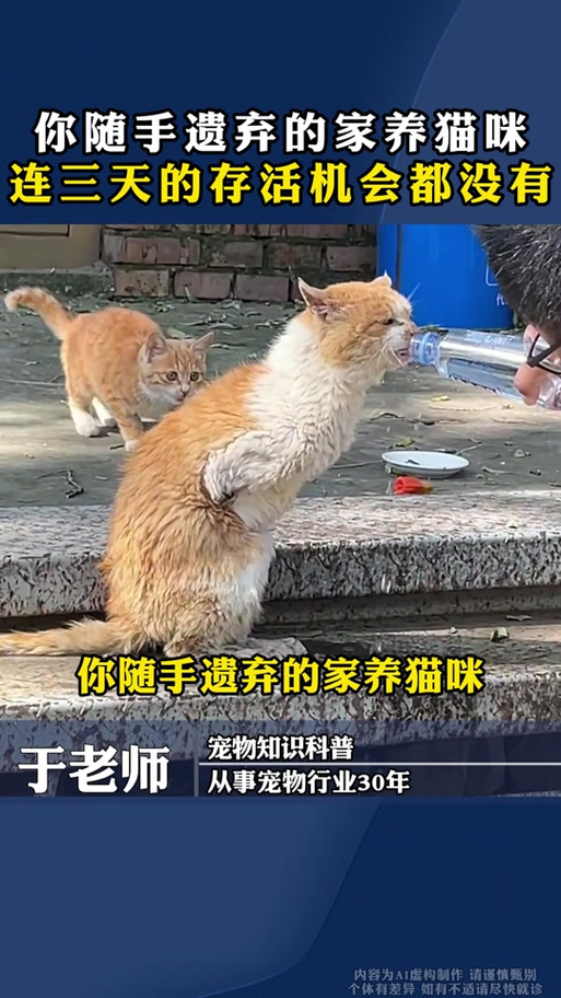 捡的猫能不能养
