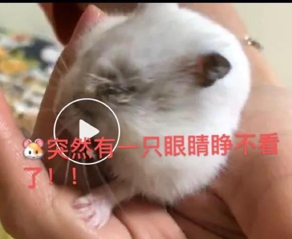 仓鼠能饿几天要出差