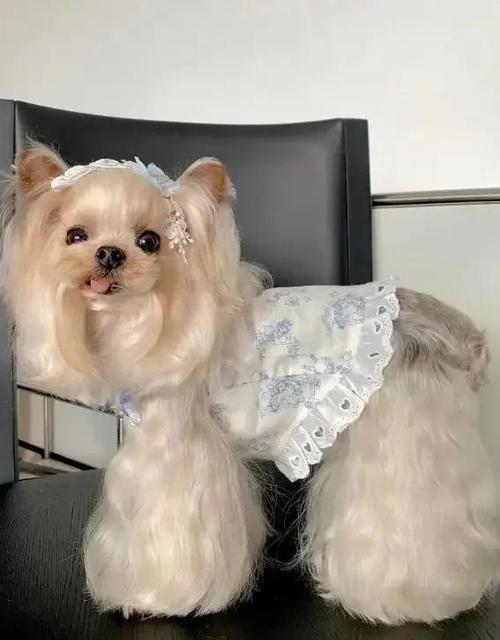 狗狗几个月可以出去溜达游戏截图