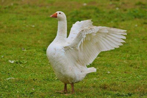 goose图标