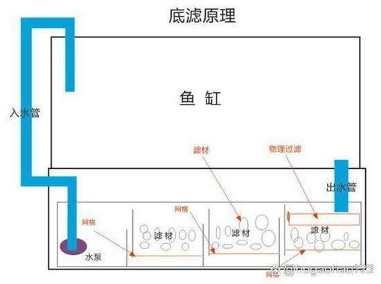 没有过滤器的鱼缸怎么让水变清