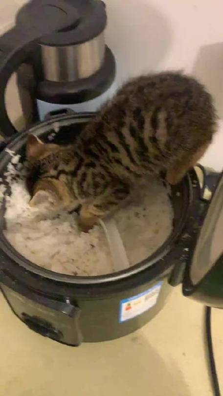 猫吃米饭好还是吃猫粮好缩略图