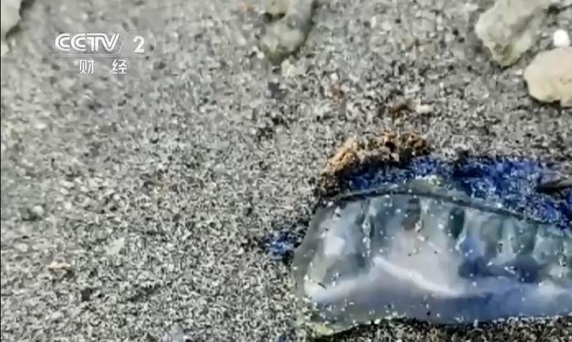 水母喂多了会不会撑死图标