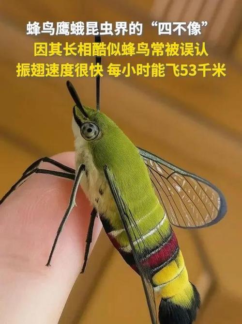 飞得最远昆虫第一名图标