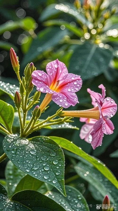 在雨水的滋润下的花草
