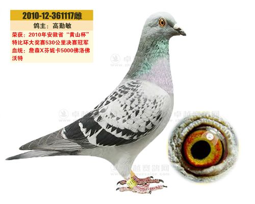 养50对鸽子一年收入截图