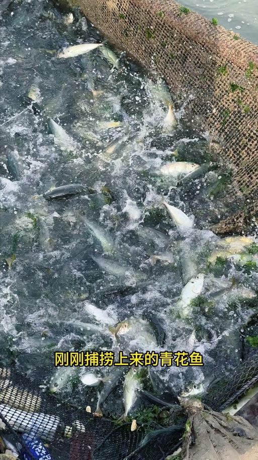 青花鱼养殖场论坛手机版