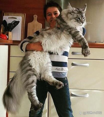 猫咪有几个耳朵