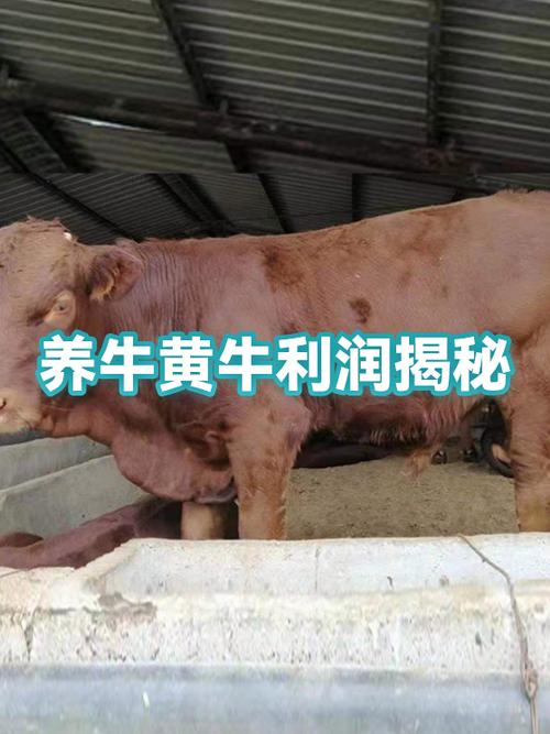 养黄牛一只有多少利润