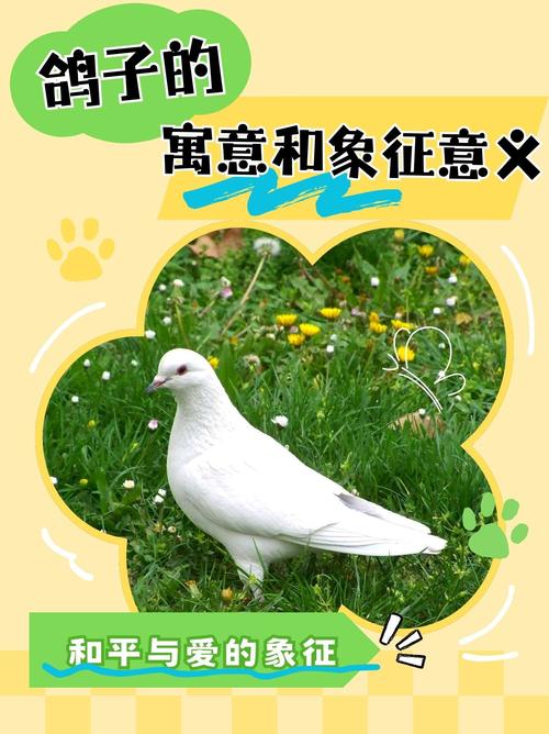 360下载鸽子读圣经