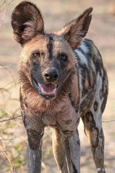 非洲野犬天敌