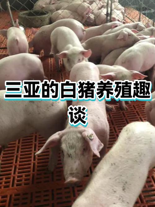 阳光养猪场需要实名认证吗