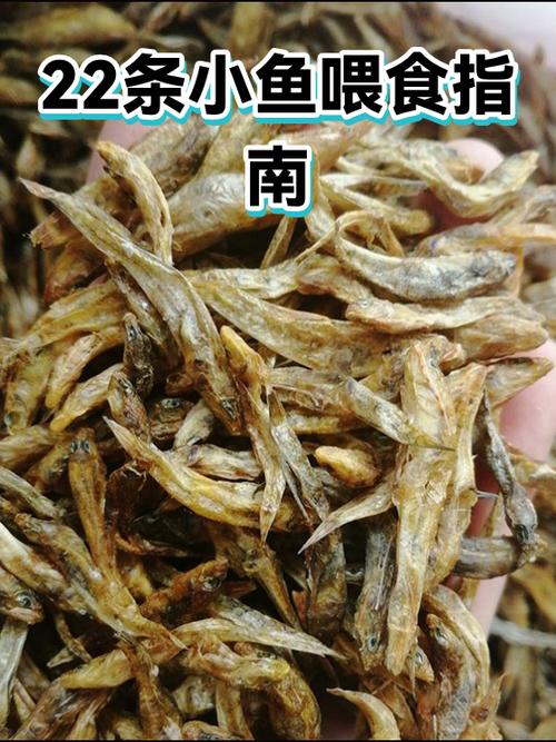 小鱼多久喂一次比较好缩略图