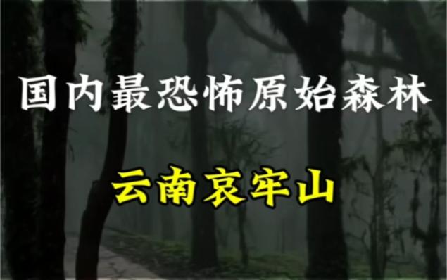 中国哪个森林最可怕缩略图