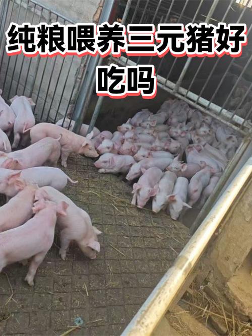 三元猪为何尽量少吃