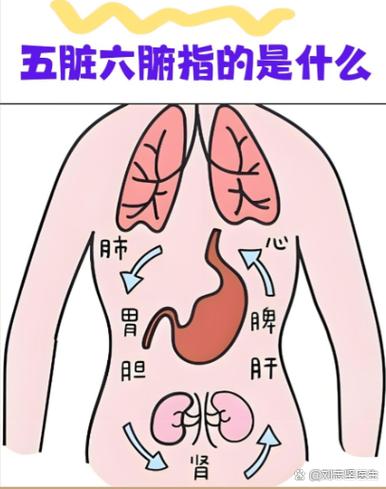 五脏六腑位置口诀缩略图