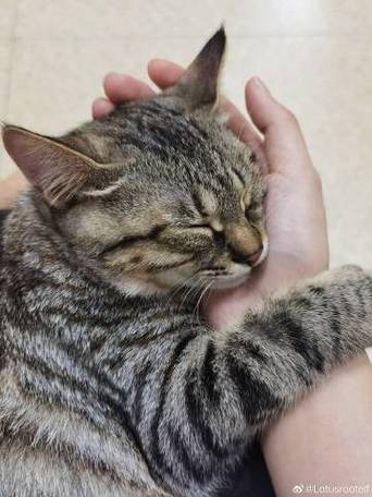 点猫免root破解版
