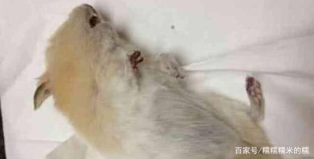 仓鼠死了扔了还是埋了