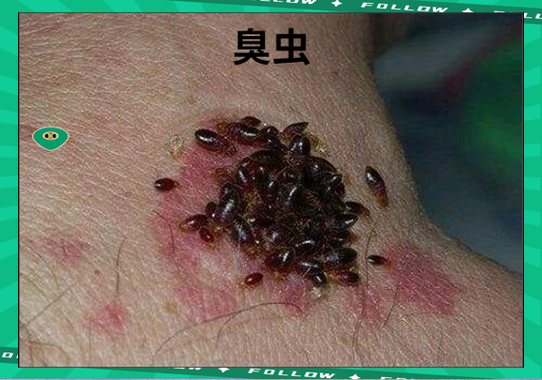 臭虫最怕的三种东西