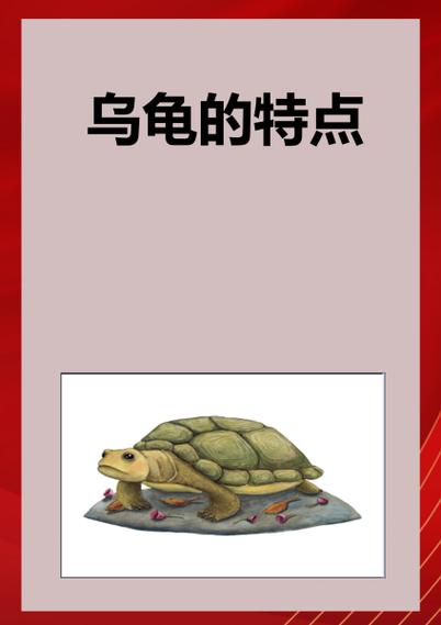 乌龟的特点和外貌描写图标
