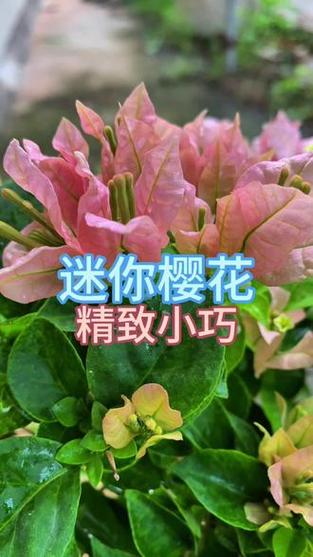 樱花迷你缩略图