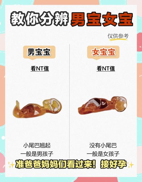 崽崽是男孩还是女孩游戏截图