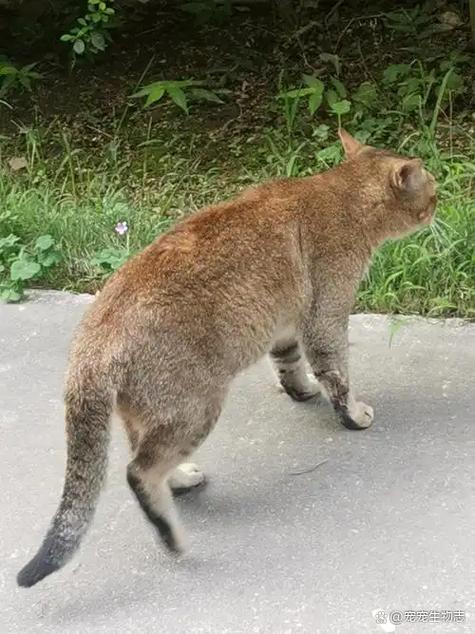 猫腿一瘸一拐但能走路图标