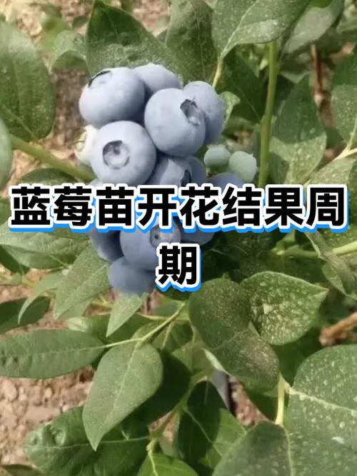 蓝莓从开花到结果要多久